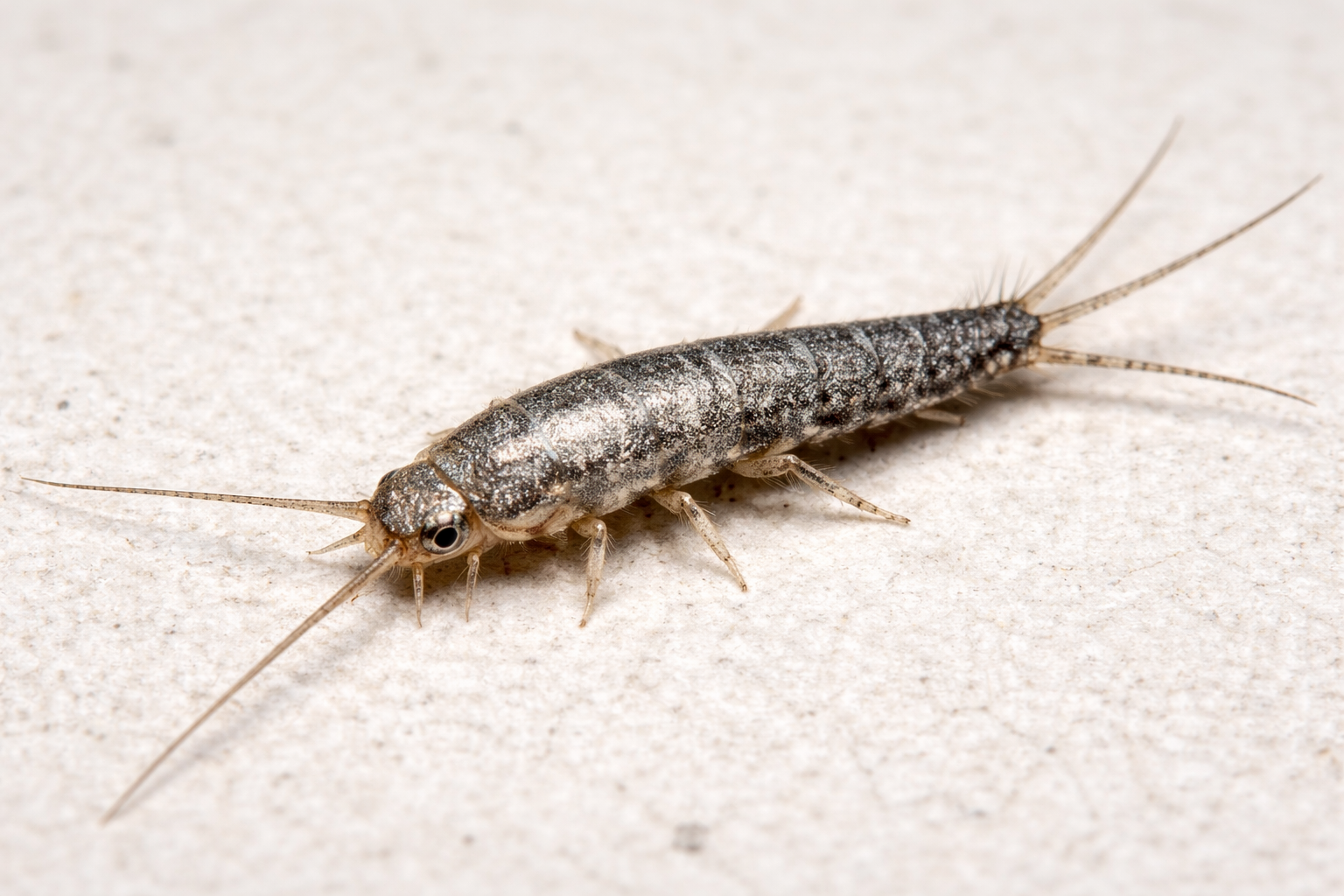 Silverfish close-up